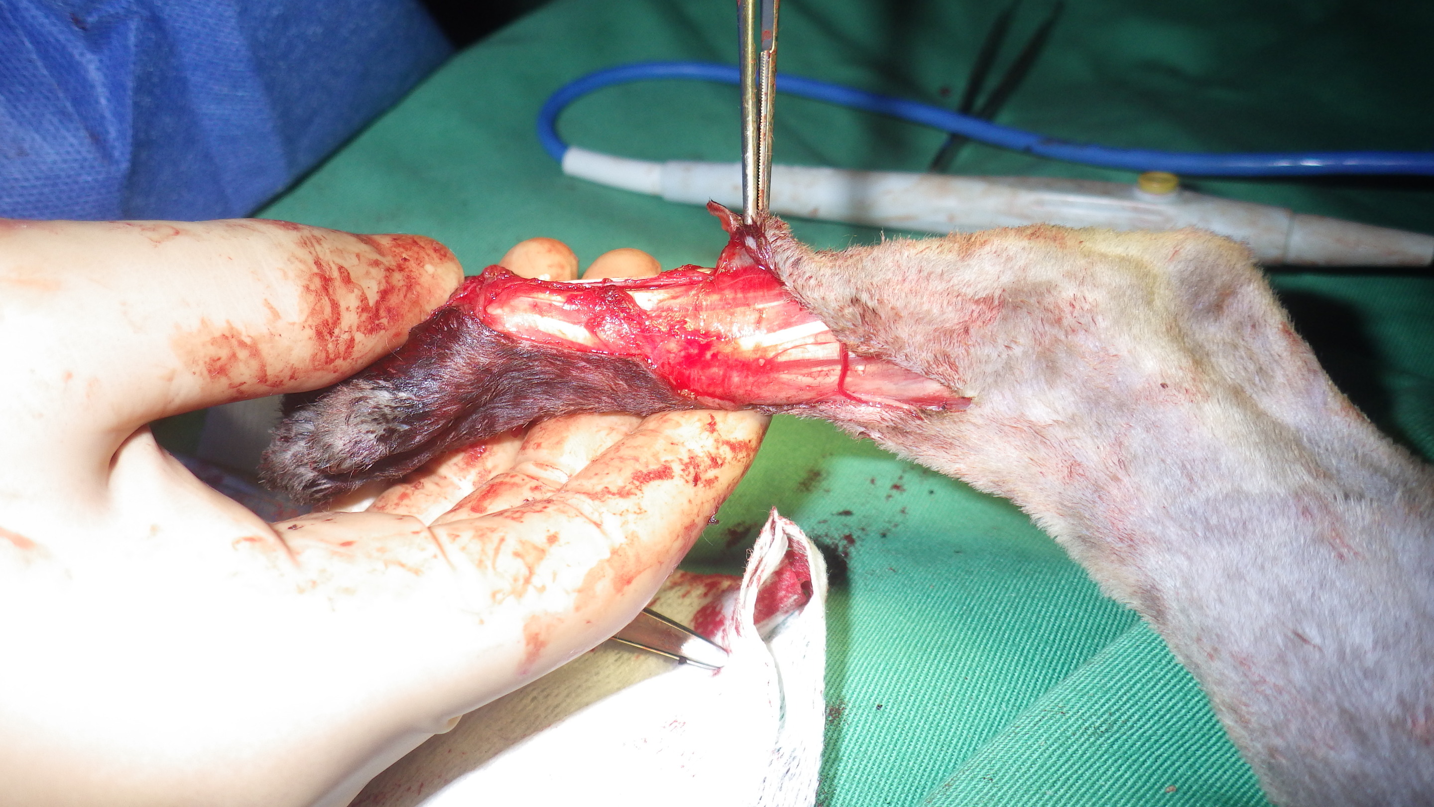 猫の趾端部軟部組織肉腫