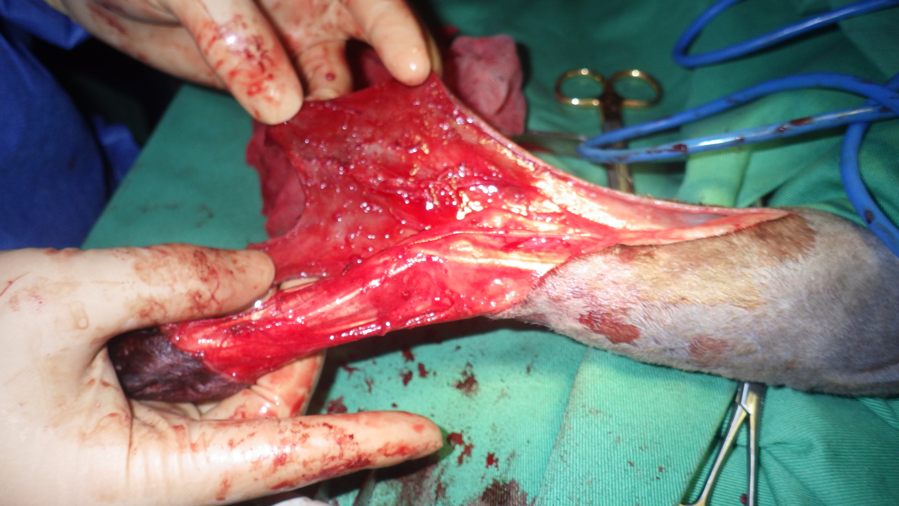 猫の趾端部軟部組織肉腫