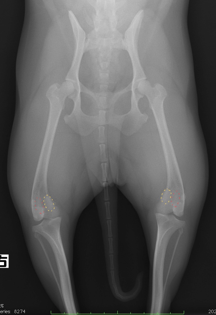 ［パテラ］膝蓋骨内方脱臼整復-脛骨粗面転移術