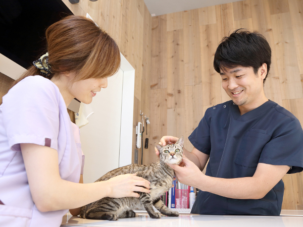猫専門診療