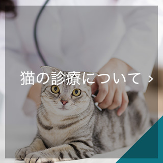 猫の診療について