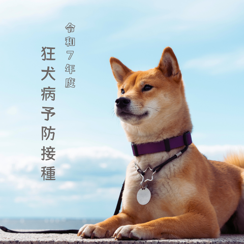 令和7年度 狂犬病予防接種始まりました🐶💉